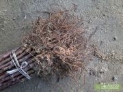 продам подвой яблони М9 польскый 106.Возможная прививка под заказ, реа